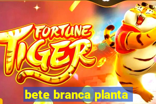 bete branca planta